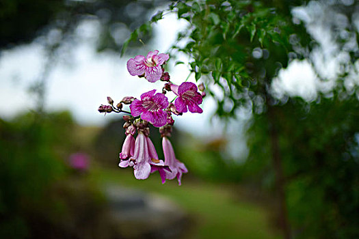 cầu bạch thủ