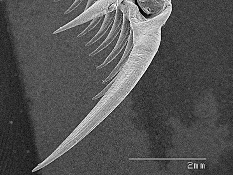 cau 247