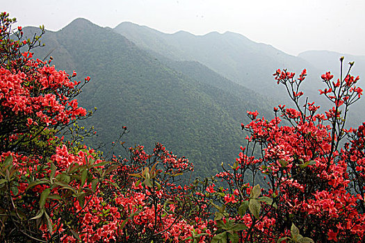 choi so de