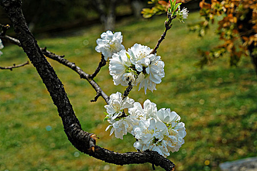 cầu tuần xsmb