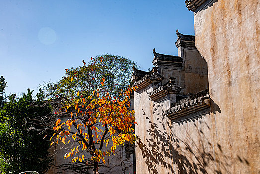 cau lo bach thu